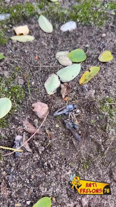 Destruction d’un nid de frelons à Saint-Martin-de-Boscherville à la perche télescopique