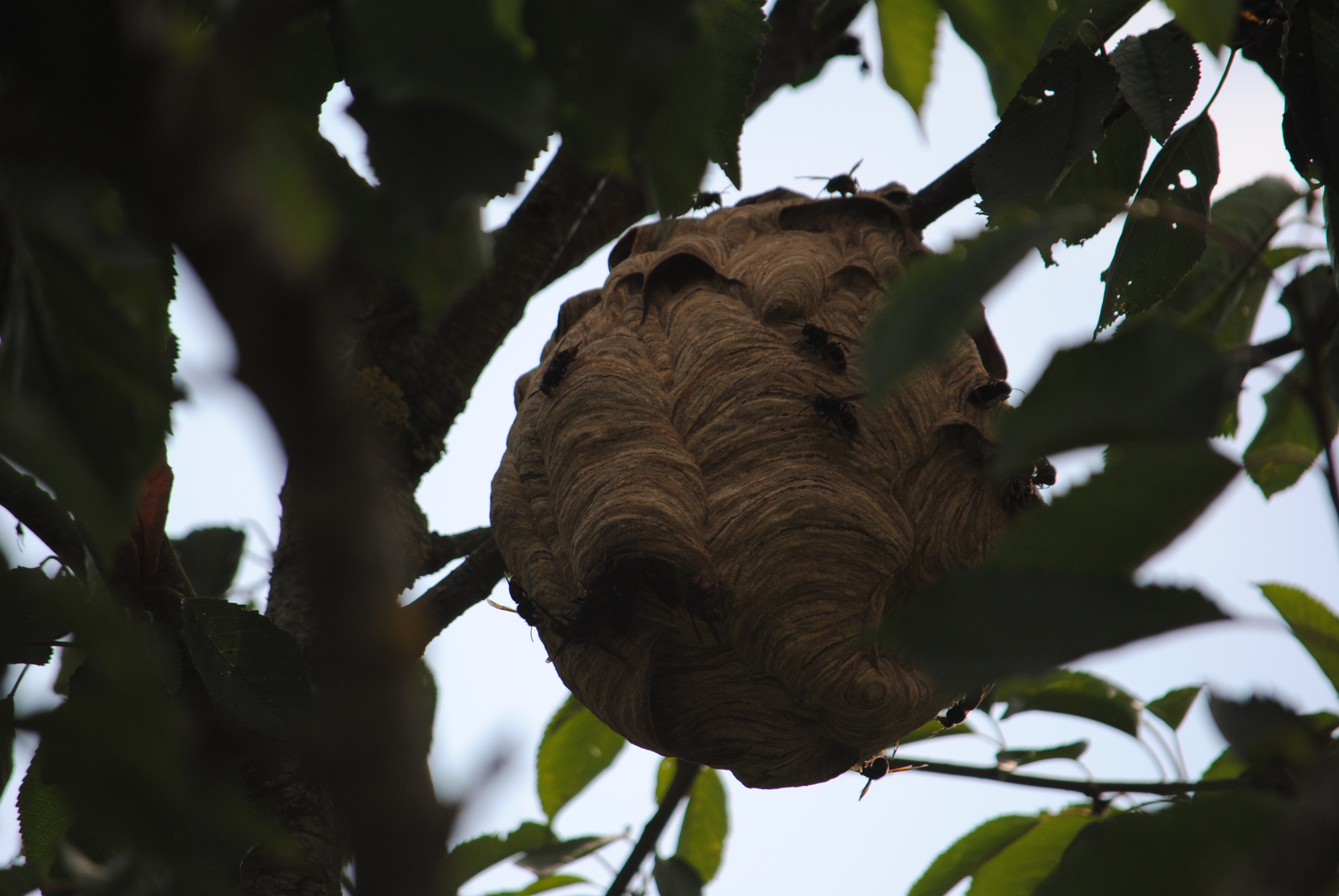 Intervention Anti-Frelons 76